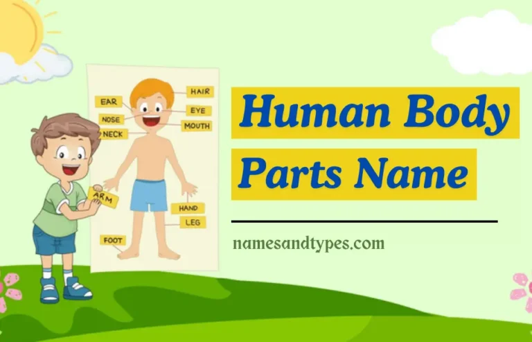 Body Parts Name