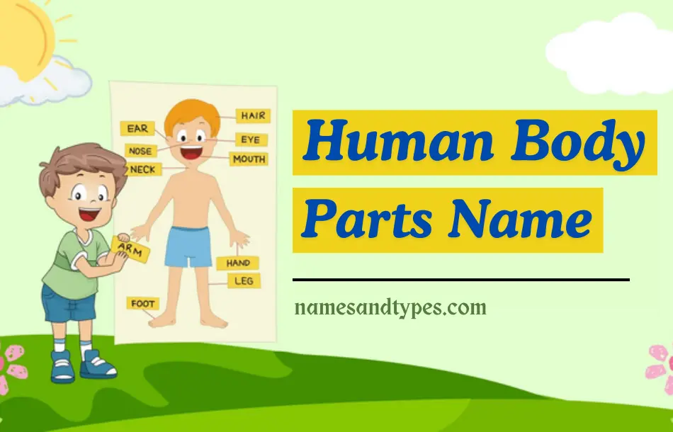 Body Parts Name