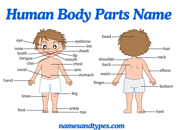 Body Parts Name in English