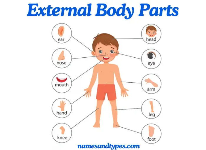 External Body Parts Name