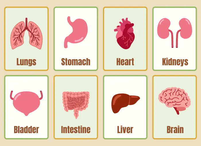 Internal Body Parts Name