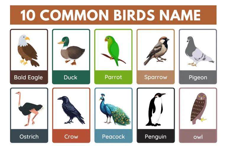 Birds Name in English