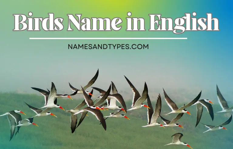 Birds Name in English and Hindi