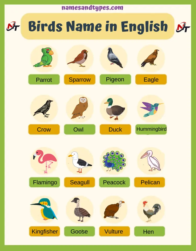 Birds Name